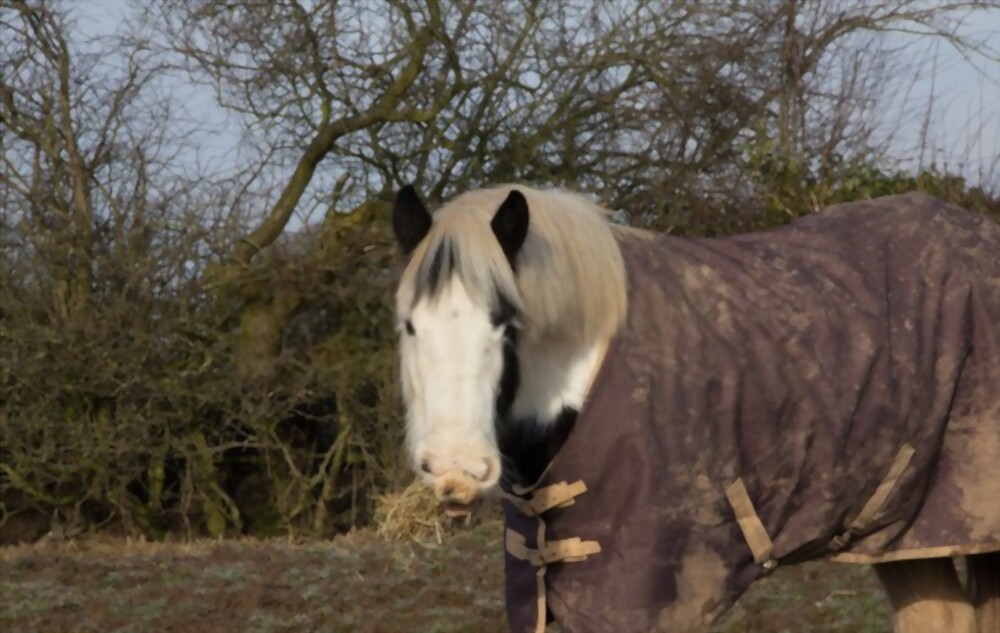 horse rugs australia