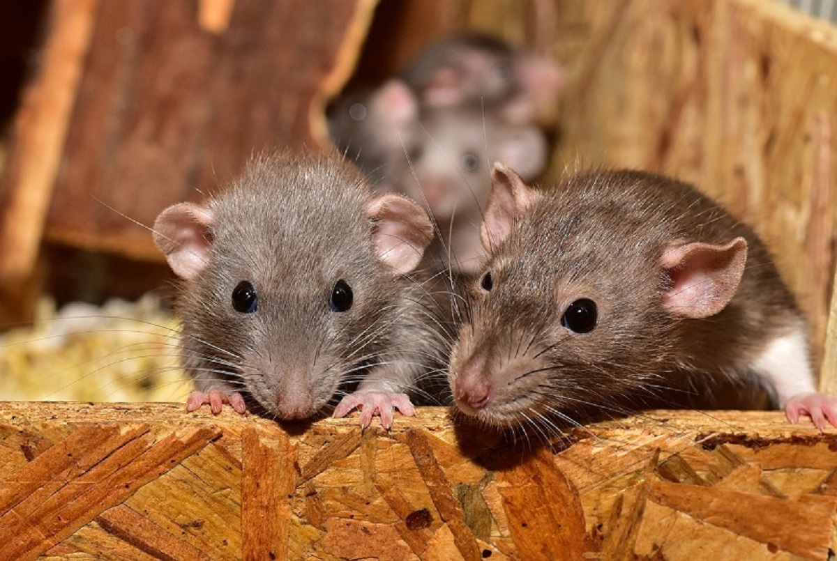 rat Control
