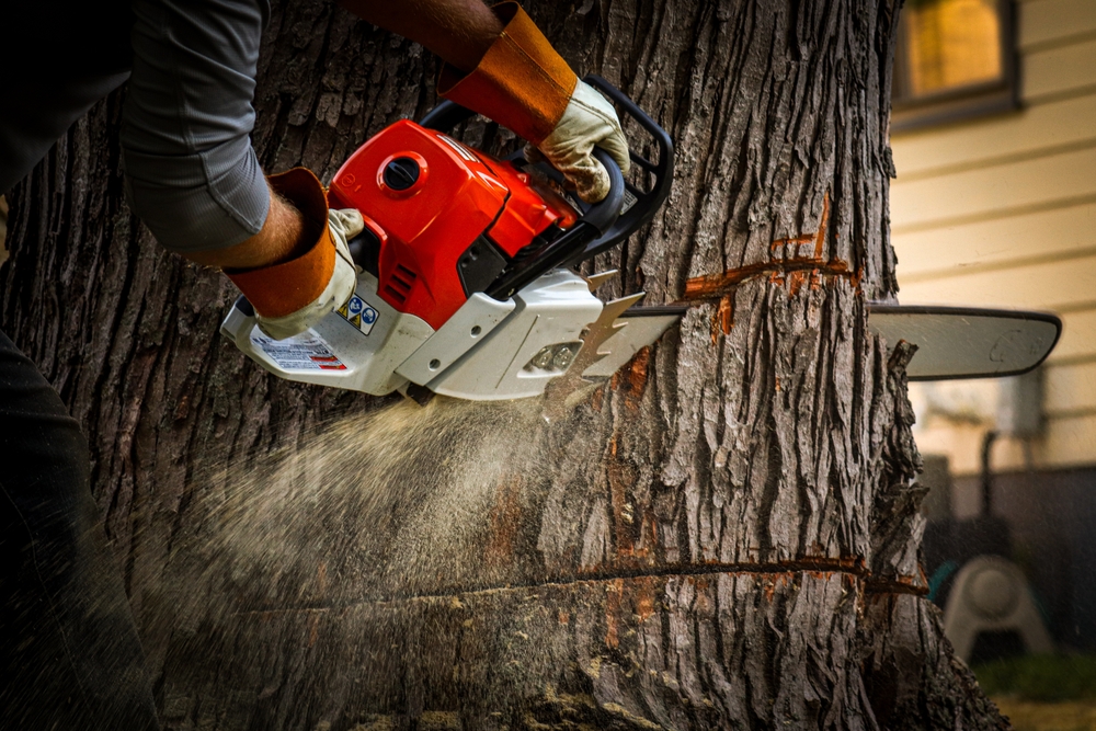 stump grinding
