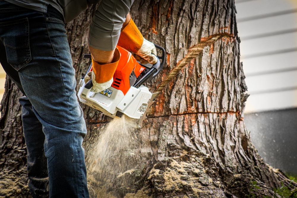 stump grinding