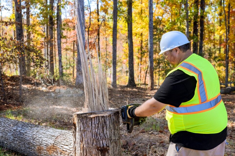 stump grinding