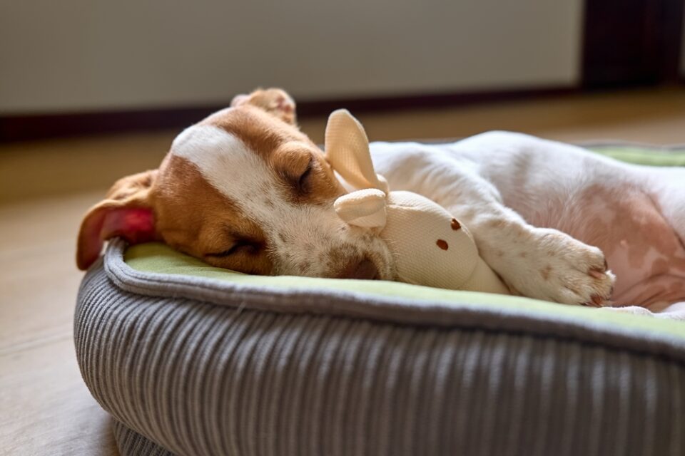 buy warm dog bed