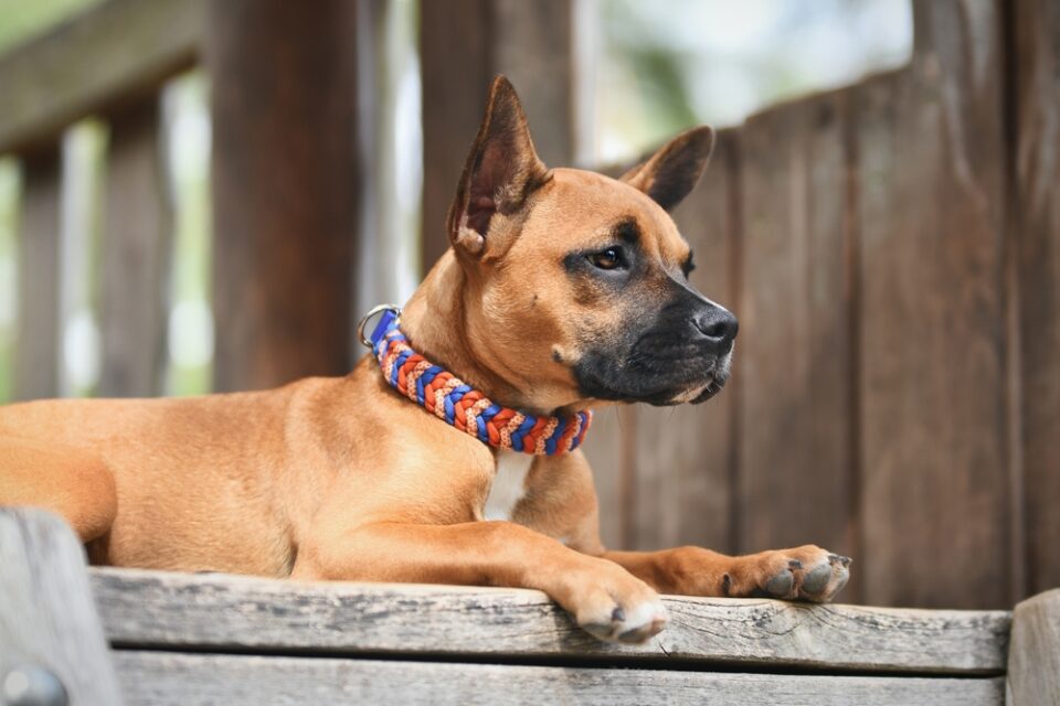 handmade dog collars