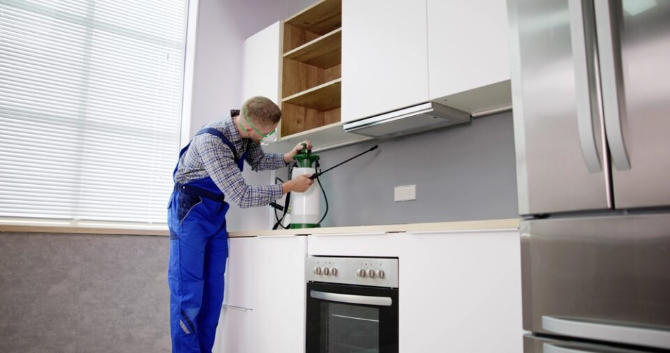 Termite Control Seaforth